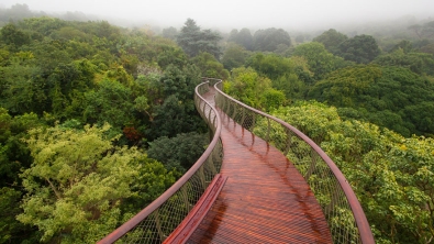 Illustration : "En Afrique du Sud, il vous est possible de marcher au-dessus des arbres grâce à ce pont"