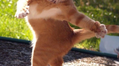 Illustration : "Les animaux sont de talentueux danseurs. La preuve avec ces 19 images"