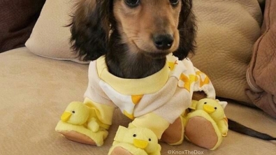 Illustration : Drôles et mignons, ces 14 chiens en pyjama qui ne quitteraient leurs lits pour rien au monde