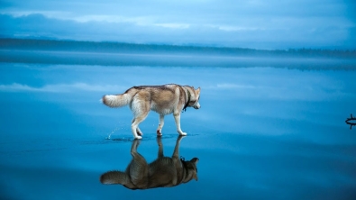 Illustration : "Il photographie des huskys s'amusant sur un lac partiellement gelé en Russie"