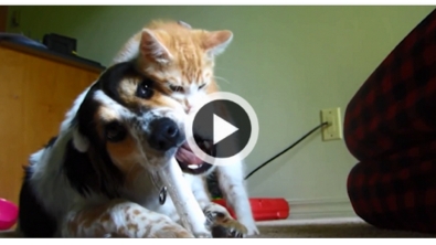 Illustration : "Les chats rappellent aux chiens qu'ils sont les rois à la maison...Hilarant !"