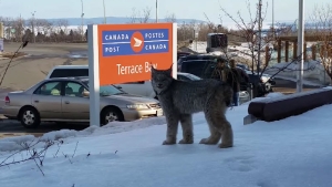 Illustration : "Au Canada, un lynx se balade tranquillement en pleine rue"