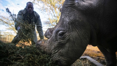 Illustration : "Ils sont les gardes du corps du dernier rhinocéros blanc du Nord mâle"