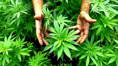 Illustration : Ils plantent du cannabis à la place du gazon, le résultat est inattendu