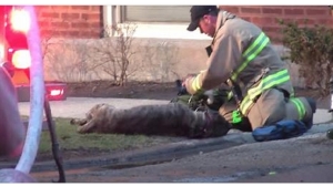 Illustration : "Un pompier sauve un chien qui serait certainement mort sans son aide !"