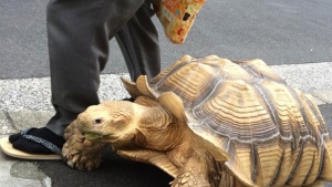 Illustration : "Il promène tranquillement sa tortue géante dans les rues de Tokyo"