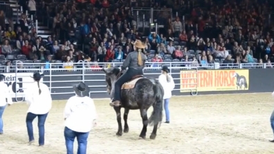 Illustration : Une chorégraphie de country réalisée par cinq danseurs... et un cheval