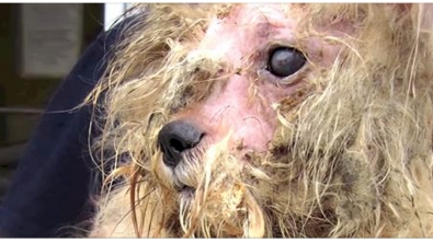Illustration : "À 5 ans, elle sauve un chien maltraité et abandonné ! Aujourd'hui il est méconnaissable..."