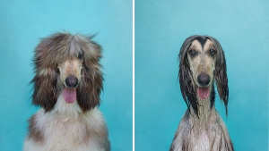 Illustration : "Les photos de chiens avant et après leur bain, par Serenah Hodson"