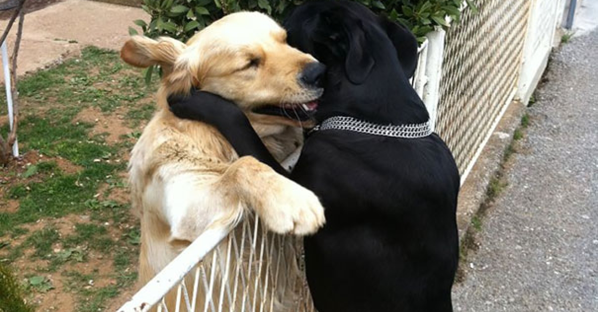 16 photos de belles amitiés entre chiens
