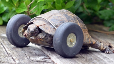Illustration : "Une tortue de 90 ans se déplace deux fois plus vite grâce à ses nouvelles roues"