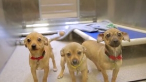 Après avoir regardé ce clip, vous aurez envie d'adopter un
