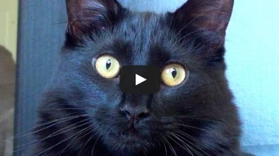 Illustration : "Oui les chats ont des super-pouvoirs impressionnants. En voici 10 !"