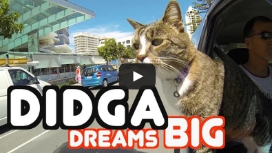 Illustration : "Didga, le chat qui pourrait vous donner des leçons de skateboard..."