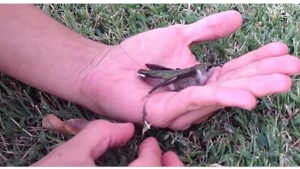 Illustration : "Quand vous verrez ce qui est arrivé à ce colibri, vous ne jetterez plus jamais vos chewing gum au sol !"