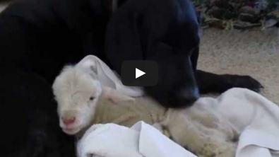 Illustration : "Un petit agneau abandonné, pris en charge par un adorable labrador..."