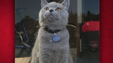 Illustration : "Nargué par les oiseaux, ce chat devient Iron Cat et prend son envol"