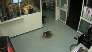 Illustration : "En Australie, un koala s'offre une petite virée tranquille dans un hôpital"