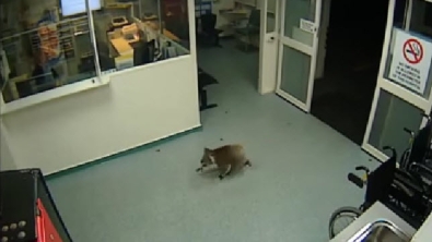 Illustration : "En Australie, un koala s'offre une petite virée tranquille dans un hôpital"