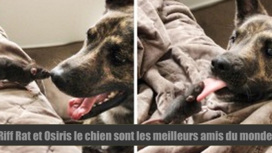 Illustration : "Depuis qu’ils ont été adoptés, ce chien et ce rat sont devenus inséparables !"