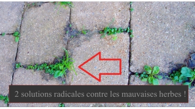 Illustration : "Voici 2 solutions radicales et naturelles contre les mauvaises herbes !"
