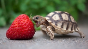 Illustration : "Ces 11 animaux qui mangent des fruits rouges ne vous laisseront pas indifférents"