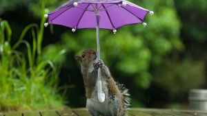 Quand un écureuil se prend pour Gene Kelly dans "Chantons sous la pluie"