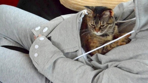 Illustration : "Mewgaroo, le sweat-shirt qui vous permet de garder votre chat près de vous en permanence"