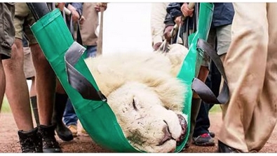 Illustration : "Ce qu'ils font pour ce lion qui vit dans d'atroces souffrances est admirable !"