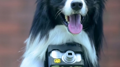 Illustration : "Les chiens peuvent enfin prendre des photos"
