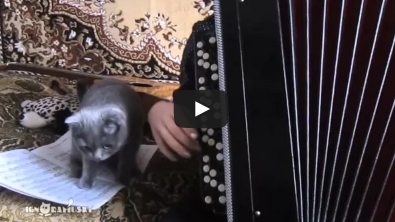 Illustration : "Ce chat n'aime pas du tout l'accordéon, regardez sa réaction quand sa maîtresse en joue !"