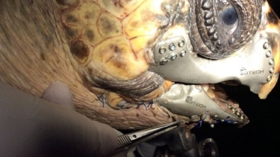 Illustration : Grâce à l'impression 3D. cette tortue de mer mutilée retrouve l'usage de son bec