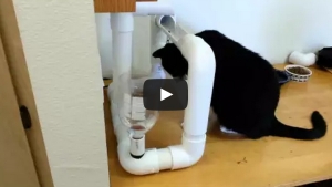 Voici Comment Fabriquer Une Fontaine à Eau Pour Votre Chat