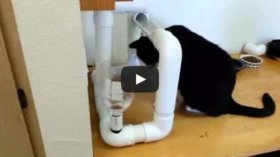 Illustration : Voici comment fabriquer une fontaine à eau pour votre chat ! 