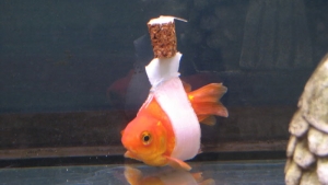 Image illustrant l'article Il fabrique une sorte de "chaise roulante aquatique" pour son poisson malade