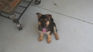 La Croissance D Un Chiot Berger Allemand En Timelapse