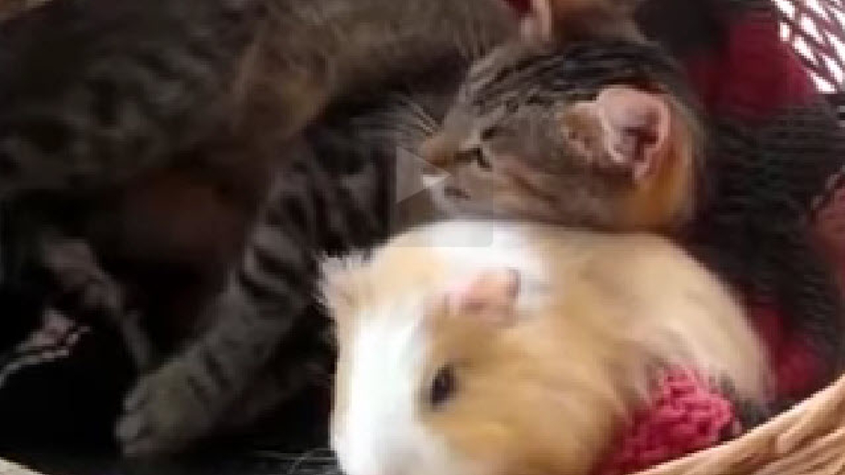 Ayant grandi côte à côte, ce chat et ce cochon d