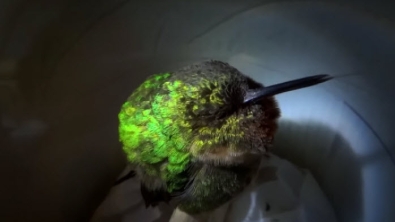 Illustration : Ce colibri possède le ronflement le plus mignon du règne animal