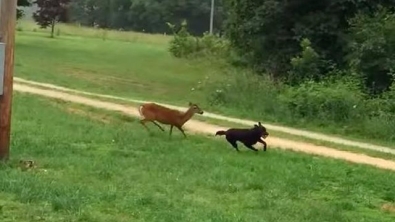 Illustration : "Amusant chassé-croisé entre un chien et un faon"