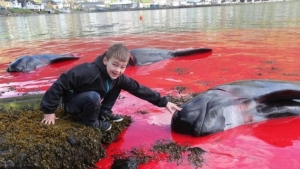 Illustration : "Des centaines de dauphins sont massacrés aux îles Féroé...Au nom de la tradition !"