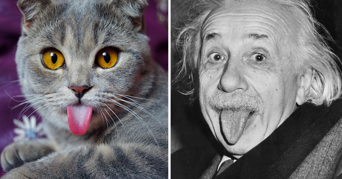 Voici Melissa, la chatte qui tire la langue comme Einstein