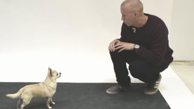 Illustration : "Regardez ces chiens réagir aux aboiements d'un homme"