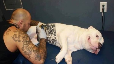 Illustration : "Tatouer son animal de compagnie pour qu'il soit plus cool, une nouvelle mode choquante qui vient des États-Unis..."