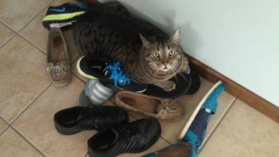 Illustration : "Ces 9 chats sont complètement fous des chaussures, n'essayez même pas de les retenir..."