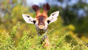 Illustration : "Les girafes disparaissent et visiblement ça ne touche pas grand monde..."