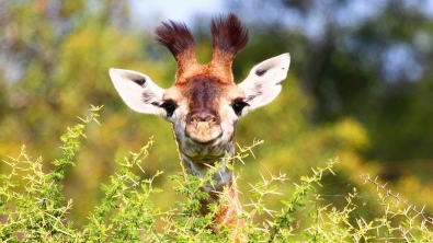 Illustration : "Les girafes disparaissent et visiblement ça ne touche pas grand monde..."