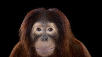 Illustration : "10 photos d’animaux prises au moment précis où ils regardent l’objectif"
