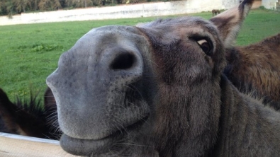 Illustration : Ces 32 animaux sont heureux et ils ont l'intention de vous donner le sourire !