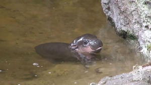 Ce Bebe Hippopotame Peut Enfin Profiter De Son Premier Bain Des Photos Adorables Ce Bebe Hippopotame Peut Enfin Profiter De Son Premier Bain Des Photos Adorables