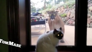 Illustration : "Voilà sur quoi il est tombé en entendant son chat miauler depuis la cuisine... Quelle rencontre !"